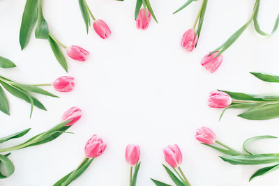 Close-up of pink tulips against white background