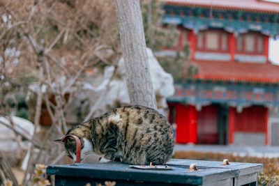 Cat in a building