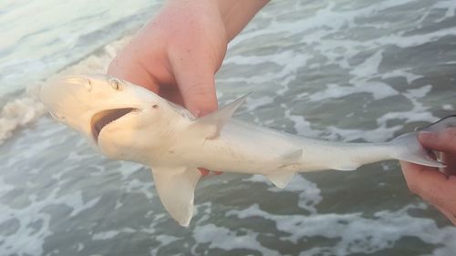 Close-up of hand holding fish swimming in sea