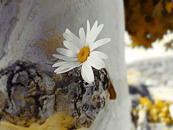Close-up of white flower blooming on tree trunk