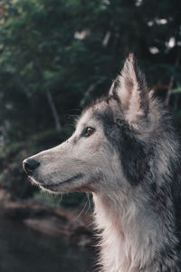 Close-up of dog looking away