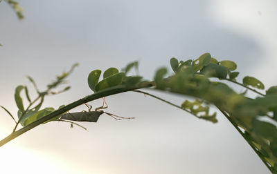 Low angle view of plant against sky