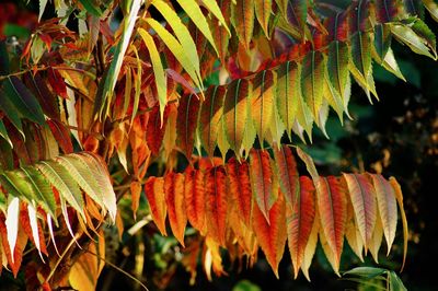 Close-up of autumn leaves