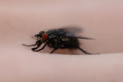 Close-up of housefly