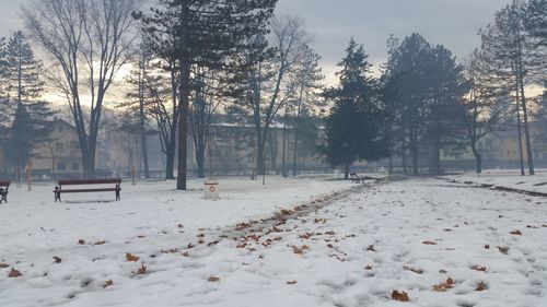 Snow covered plants and trees