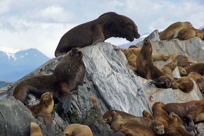 Patagonian sea lions, beagle channel, patagonia, argentina, south america