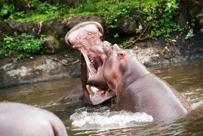 Close-up of pig in water