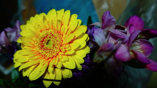 Close-up of yellow flowering plant