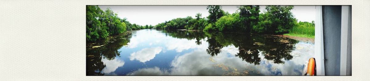 Reflection of trees in water
