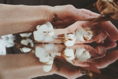 Close-up of woman hand holding cotton flower