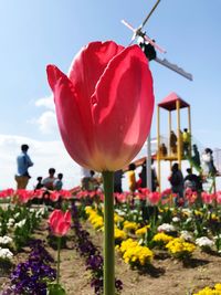 Close-up of fresh red poppy blooming in garden