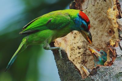 Close-up of bird perching on tree