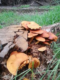 Close-up of mushroom in forest