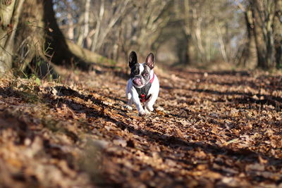 French bulldog running on field at forest