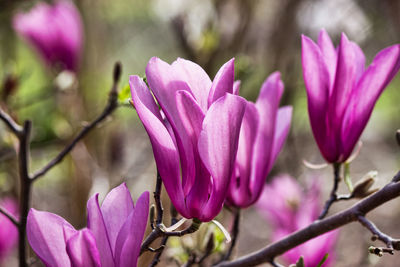 Close-up of pink crocus flowers