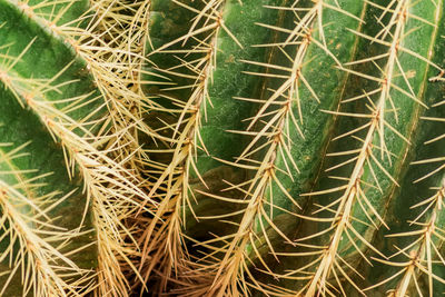 Full frame shot of cactus plants