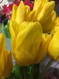 Close-up of yellow flowers blooming outdoors