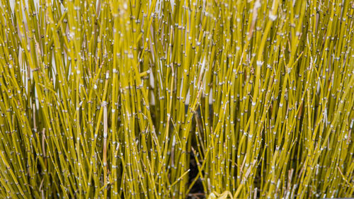 Full frame shot of corn field