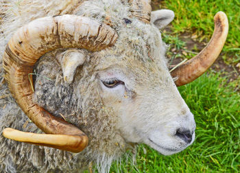 Close-up of goat on field