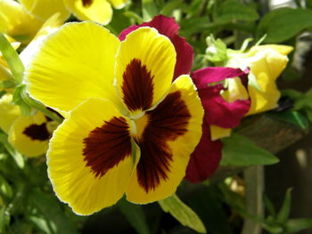 Close-up of yellow flowers blooming outdoors