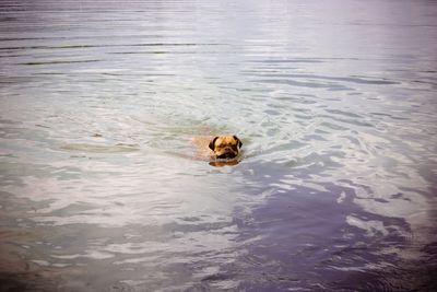 Duck swimming in lake