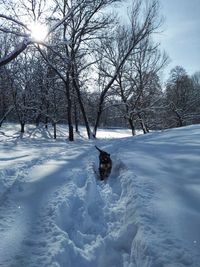 Dog on snow covered field