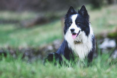 pet