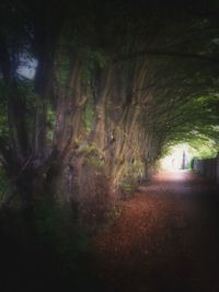 Trees in forest