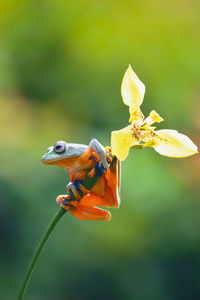 Close-up of insect pollinating on flower