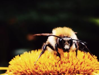 Close-up of bee on yellow flower