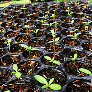 Full frame shot of plants growing on field