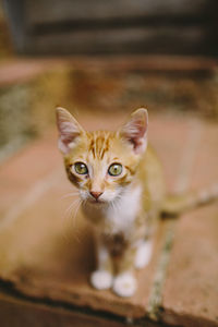 Close-up portrait of kitten