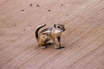 High angle view of squirrel