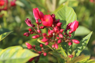 Close-up of red flowering plant