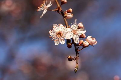 Close-up of flower buds
