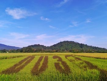 Scenic view of agricultural field against sky