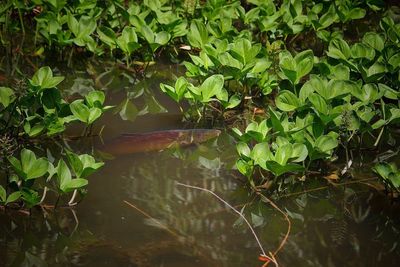 Close-up of turtle swimming in water