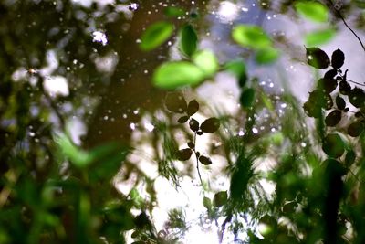 Close-up of birds in water