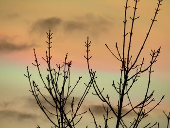 Silhouette of tree against sky at sunset