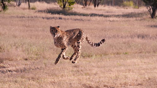 Cheetah walking on field