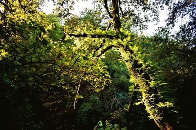 Low angle view of trees against sky