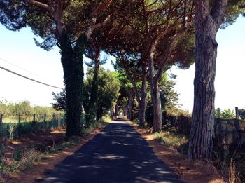 Road passing through forest