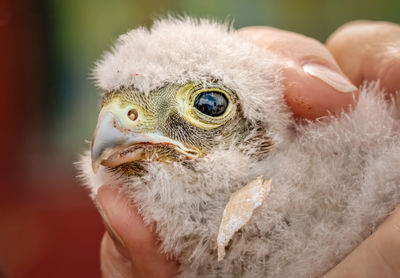 Close-up of human hand holding bird