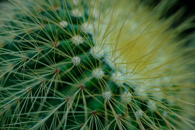Close-up of dandelion on cactus