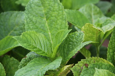 Close-up of green leaves