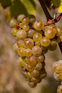 Close-up of grapes growing in vineyard