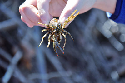 Close-up of hand holding a crayfish 