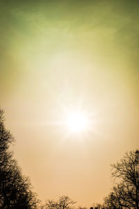 Sun shining through trees