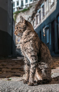 Close-up of a cat looking away