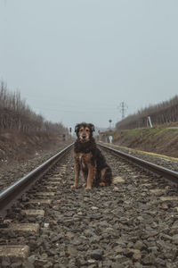 Lost dog on the train tracks